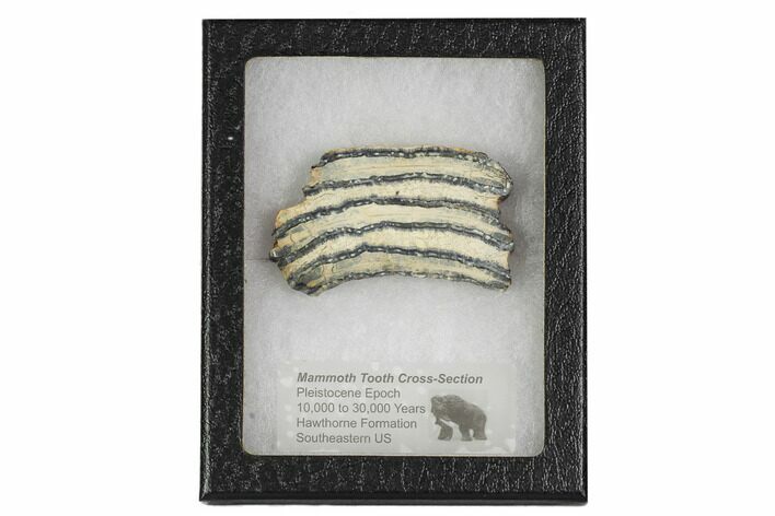 Mammoth Molar Slice With Case - South Carolina #106511